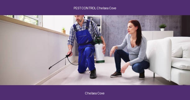 PEST CONTROL Chelsea Cove